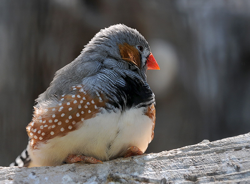 2505 Tiere Vogel D31_0561.jpg